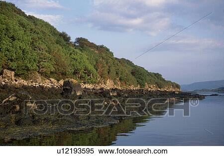 Stock Photography - Rocky shore showing littoral zonation, Isle of Mull, Inner Hebrides, Scotland. Fotosearch