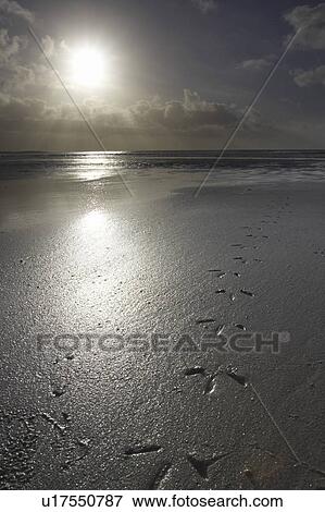 Stock Photo - Tiree landscape - Soroby beach, Gull foot prints leading up to a rising sun. Soroby, Argyll, Scotland, UK. Fotosearch
