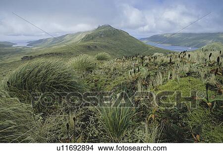 Picture - View from Col Lyall Saddle. Campbell Island, Subantarctic New Zealand.. Fotosearch
