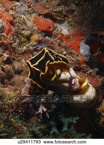 A Nudibranch ( Reticulidia halgerda ) pictured on top of a colourful sea squirt. Sabang Beach. Philippines View Large Photo Image Stock Image - A Nudibranch ( Reticulidia halgerda ) pictured on top of a colourful sea squirt. Sabang Beach. Philippines. Fotosearch