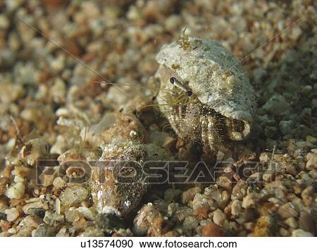 A smal Reef Hermit Crab( Dardanus logopodes ) on the sandy reef slope. Dahab. Egypt. View Large Photo Image Stock Image - A smal Reef Hermit Crab( Dardanus logopodes ) on the sandy reef slope. Dahab. Egypt.. Fotosearch