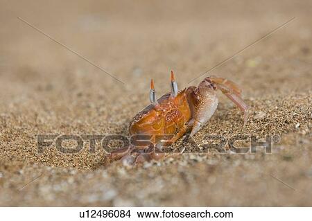 Picture - Adult ghost crabs (Ocypode sp. ) on the beach at Bartolome Island in the Galapagos Island Group, Ecuador. Pacific Ocean. These burrowing crabs sift through beach sand to feed at low tide and leave behind hundreds of small "sand balls" on the beach.. Fotosearch