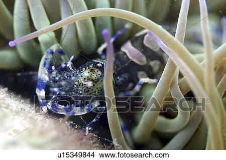 Picture - Anemone prawn Periclimenes sagittifer, Jersey, British Isles. Fotosearch