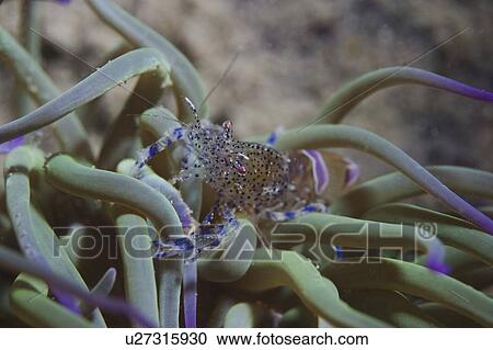 Stock Image - Anemone Prawn (Periclimenes sagittifer) in Snakelocks Anemone Anemonia viridis, Jersey, Channel Islands, UK. Fotosearch