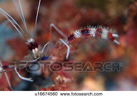 Boxershrimp. Red Sea. View Large Photo Image Stock Image - Boxershrimp. Red Sea.. Fotosearch