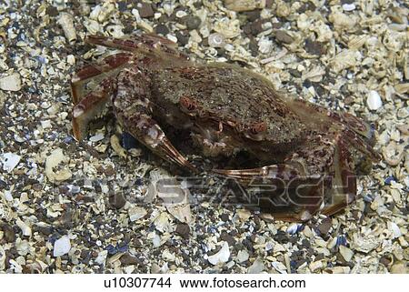 Brown Swimming Crab (Liocarcinus navigator), clear view of crab showing colour and shell markings, St Abbs, Scotland, UK North Sea View Large Photo Image Picture - Brown Swimming Crab (Liocarcinus navigator), clear view of crab showing colour and shell markings, St Abbs, Scotland, UK North Sea. Fotosearch