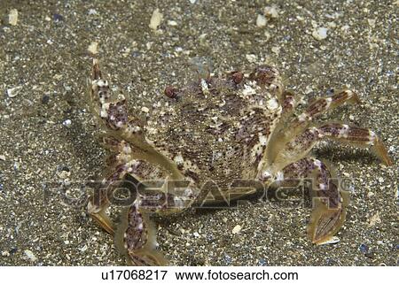 Brown Swimming Crab (Liocarcinus navigator), clear view of crab showing colour and shell markings, St Abbs, Scotland, UK North Sea View Large Photo Image Stock Photo - Brown Swimming Crab (Liocarcinus navigator), clear view of crab showing colour and shell markings, St Abbs, Scotland, UK North Sea. Fotosearch