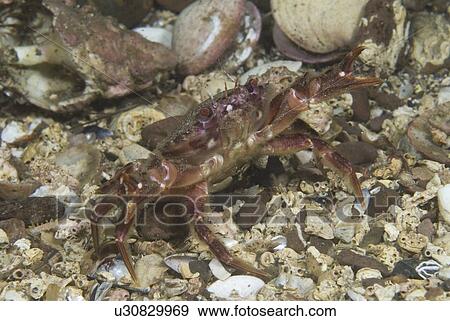 Brown Swimming Crab (Liocarcinus navigator), clear view of crab showing colour and shell markings, St Abbs, Scotland, UK North Sea View Large Photo Image Stock Photo - Brown Swimming Crab (Liocarcinus navigator), clear view of crab showing colour and shell markings, St Abbs, Scotland, UK North Sea. Fotosearch