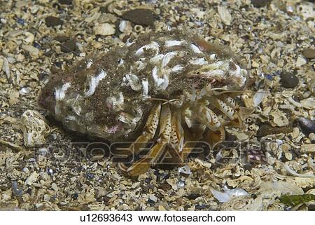 Common Hermit Crab (Pagarus bernhardus), hermit crab's shell home has worm casts, sitting on sandy seabed, St Abbs, Scotland, UK View Large Photo Image Stock Image - Common Hermit Crab (Pagarus bernhardus), hermit crab's shell home has worm casts, sitting on sandy seabed, St Abbs, Scotland, UK. Fotosearch