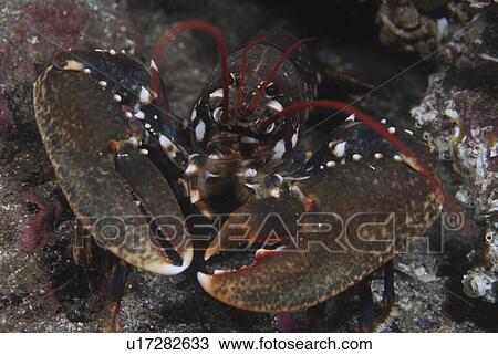 Common Lobster (Homarus gammarus), nice view of lobster facing forward showing both large claws and red antennae, St Abbs, Scotland, UK North Sea View Large Photo Image Stock Image - Common Lobster (Homarus gammarus), nice view of lobster facing forward showing both large claws and red antennae, St Abbs, Scotland, UK North Sea. Fotosearch