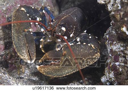 Stock Photograph - Common Lobster (Homarus gammarus), nice view of lobster facing forward showing both large claws and red antennae, St Abbs, Scotland, UK North Sea. Fotosearch