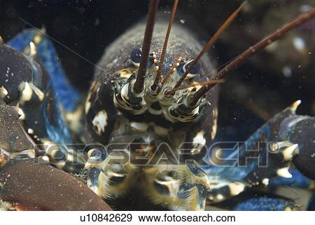 Common Lobster (Homarus gammarus), detail of lobster's face and red antennae, St Abbs, Scotland, UK North Sea View Large Photo Image Stock Photo - Common Lobster (Homarus gammarus), detail of lobster's face and red antennae, St Abbs, Scotland, UK North Sea. Fotosearch