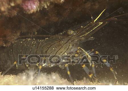 Stock Photo - Common Prawn (Palaemon serratus) Babbacombe, Torquay, South Devon, UK. Fotosearch