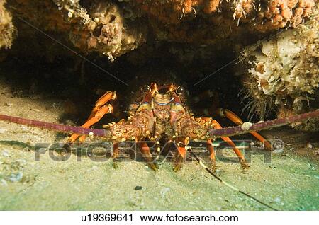 Crayfish on wreck of Nebo, Aliwal Shoal, South Africa 17-10-07 View Large Photo Image Stock Image - Crayfish on wreck of Nebo, Aliwal Shoal, South Africa 17-10-07. Fotosearch