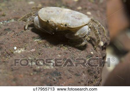 Stock Image - Edible Crab (Cancer pagarus), Juvenile pale brown in colour on brownish rock background, St Abbs, Scotland, UK North Sea. Fotosearch