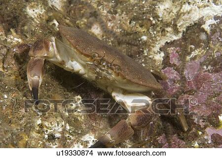 Picture - Edible Crab (Cancer pagarus), robust crab, brown in colour with black tips to claws amidst algae and soft corals, St Abbs, Scotland, UK North Sea. Fotosearch