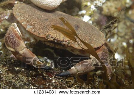 Stock Image - Edible Crab (Cancer pagarus), robust crab, brown in colour with black tips to claws amidst algae and soft corals, St Abbs, Scotland, UK North Sea. Fotosearch