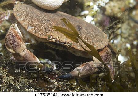 Stock Image - Edible Crab (Cancer pagarus), robust crab, brown in colour with black tips to claws amidst algae and soft corals, St Abbs, Scotland, UK North Sea. Fotosearch