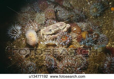 Edible crab (Cancer pagurus). Shetland Islands, Scotland, UK. View Large Photo Image Stock Image - Edible crab (Cancer pagurus). Shetland Islands, Scotland, UK.. Fotosearch