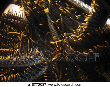 Feather Star Shrimp ( Periclimenes ceratophthalmus ) passing perfectly to th feather star's colours. Bohol. The philippines. Taken 2007 View Large Photo Image Stock Photo - Feather Star Shrimp ( Periclimenes ceratophthalmus ) passing perfectly to th feather star's colours. Bohol. The philippines. Taken 2007. Fotosearch