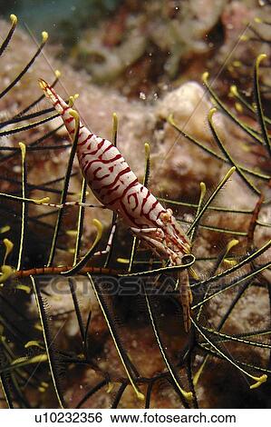 Feather Star Shrimp ( Periclimenes ceratophthalmus ) sitting unprotected in the arms of the wrong coloured feather star. Bohol. Philippines View Large Photo Image Stock Photograph - Feather Star Shrimp ( Periclimenes ceratophthalmus ) sitting unprotected in the arms of the wrong coloured feather star. Bohol. Philippines. Fotosearch