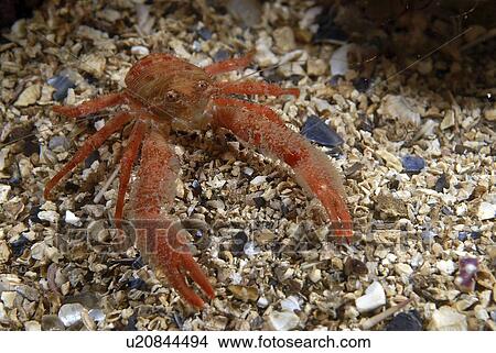 Picture - (Galathea nexa), brilliant orange-coloured, hairy British squat lobster on gravel seabed, St Abbs, Scotland, UK North Sea. Fotosearch