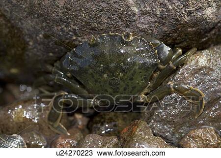 Stock Image - Green Shore Crab, (Carcinus maenus), see on shore and out of water clearly showing markings on its back, St Abbs, Scotland, UK. Fotosearch