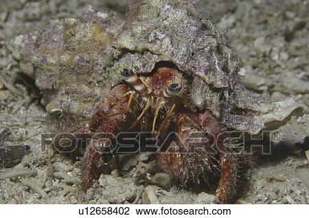 Stock Image - Hairy Hermit Crab (pagarus cuanensis), view of hermit crab in its shell with all parts showing comical looking, Maltese Islands, Mediterranean. Fotosearch