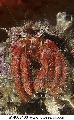 Hermit Crab (Dardanus calidus). Sardinia, Italy View Large Photo Image Stock Photograph - Hermit Crab (Dardanus calidus). Sardinia, Italy. Fotosearch