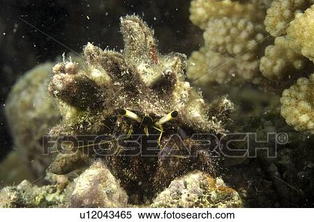 Stock Photography - Hermit crab (Dardanus lagopodes). Borneo, Malaysia. Fotosearch