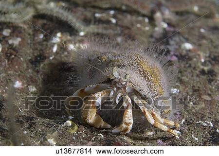 Picture - Hermit Crab Hydroid (Hydractinia echinata), on Common Hermit Crab, St Abbs, Scotland, UK North Sea. Fotosearch