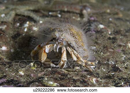 Hermit Crab Hydroid (Hydractinia echinata), on Common Hermit Crab, St Abbs, Scotland, UK North Sea View Large Photo Image Stock Photograph - Hermit Crab Hydroid (Hydractinia echinata), on Common Hermit Crab, St Abbs, Scotland, UK North Sea. Fotosearch