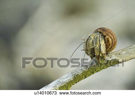 Hermit crab on branch. Galapagos. View Large Photo Image Stock Image - Hermit crab on branch. Galapagos.. Fotosearch