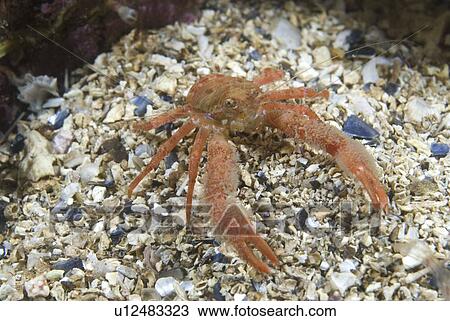 Stock Image - Juvenile hairy British squat Lobster, Galathea nexa, St Abbs, Scotland, UK North Sea. Fotosearch