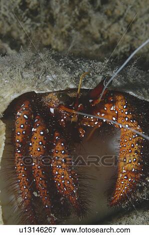 Knobbly Hermit Crab (Dardanus megistos), crab appearing out of shell showing all legs and claws, orange/red in colour, Tahiti, French Polynesia View Large Photo Image Stock Photo - Knobbly Hermit Crab (Dardanus megistos), crab appearing out of shell showing all legs and claws, orange/red in colour, Tahiti, French Polynesia. Fotosearch