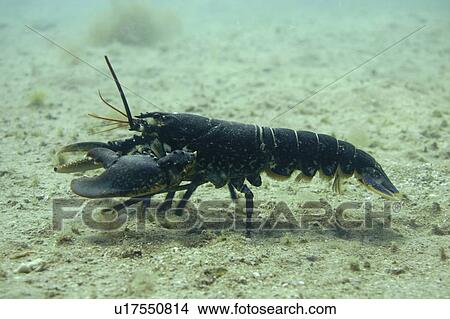 Lobster walking Homarus gammarus, Jersey, British Isles View Large Photo Image Picture - Lobster walking Homarus gammarus, Jersey, British Isles. Fotosearch