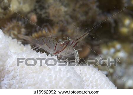 Stock Image - Pink Shrimp (Palaemon montagui), sitting on dead men's fingers soft coral clearly showing reddish pink markings on head, St Abbs, Scotland, UK North Sea. Fotosearch