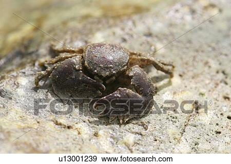 Stock Photo - Porcelain Crab. Porcellana platychles, Jersey, British Isles. Fotosearch