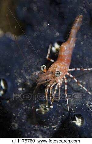 Stock Image - Red Night Shrimp (Cinetorhynchus reticulates), nice red shrimp with blue eyes on a dark blue sponge background, Red Sea, Egypt. Fotosearch