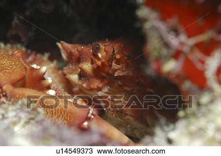 Stock Image - Red Ridged Clinging Crab (Mithrax forceps) hiding in corals with eye and front of shell showing, Cayman Islands, Caribbean. Fotosearch