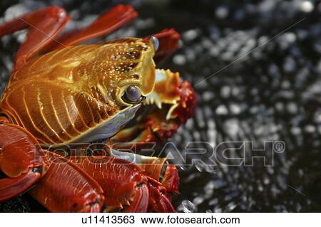 Stock Image - Sally Lightfoot. Bartoleme, Galapagos.. Fotosearch