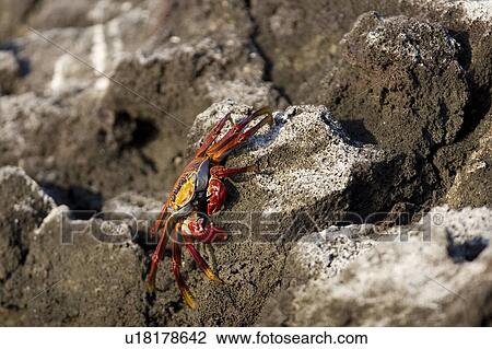 Stock Image - Sally lightfoot crab (Grapsus grapsus) in the litoral of the Galapagos Island Archipeligo, Ecuador.. Fotosearch