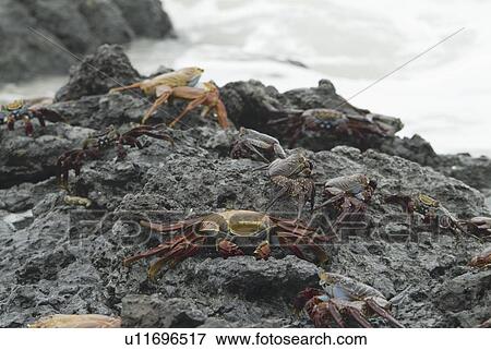 Stock Photo - Sally lightfoot crab (Grapsus grapsus). Galapagos.. Fotosearch