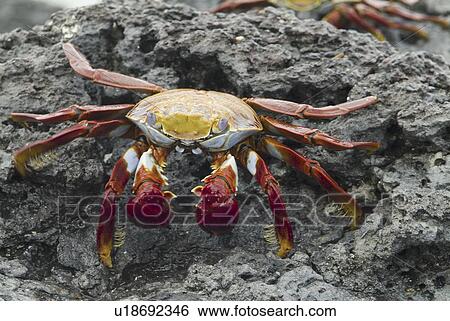 Stock Photograph - Sally lightfoot crab (Grapsus grapsus). Galapagos.. Fotosearch