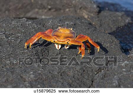 Stock Photography - Sally lightfoot crab (Grapsus grapsus) in the litoral of the Galapagos Island Archipeligo, Ecuador.. Fotosearch