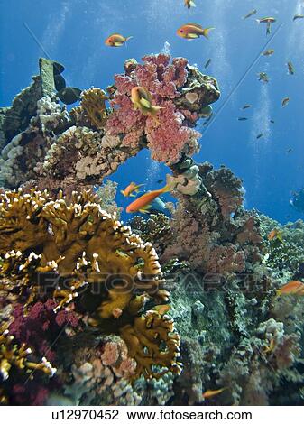 Stock Image - School of Lyretail anthias (Pseudanthias squamipinnis) over wreckage overgrown with coral. Shark & Yolanda reef, Ras Mohamed National Park, Sharm El Sheikh, South Sinai, Red Sea, Egypt.. Fotosearch