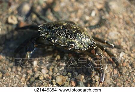 Picture - Shore Crab. (Carcinus maenas) Jersey, British Isles. Fotosearch
