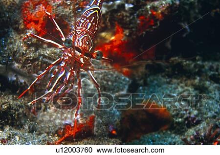 Stock Image - Shrimp (Phynchocinetes rugulosus). South Africa.. Fotosearch