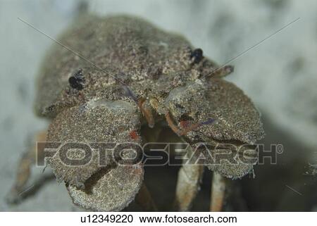 Stock Image - Slipper Lobster (Scyllarides tridacnophaga), head profile of this large slipper lobster, Red Sea.. Fotosearch