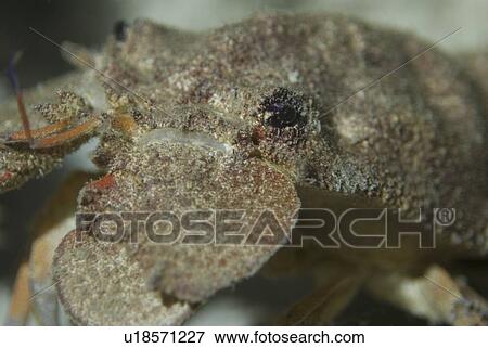 Stock Photo - Slipper Lobster (Scyllarides tridacnophaga), head profile of this large slipper lobster, Red Sea.. Fotosearch